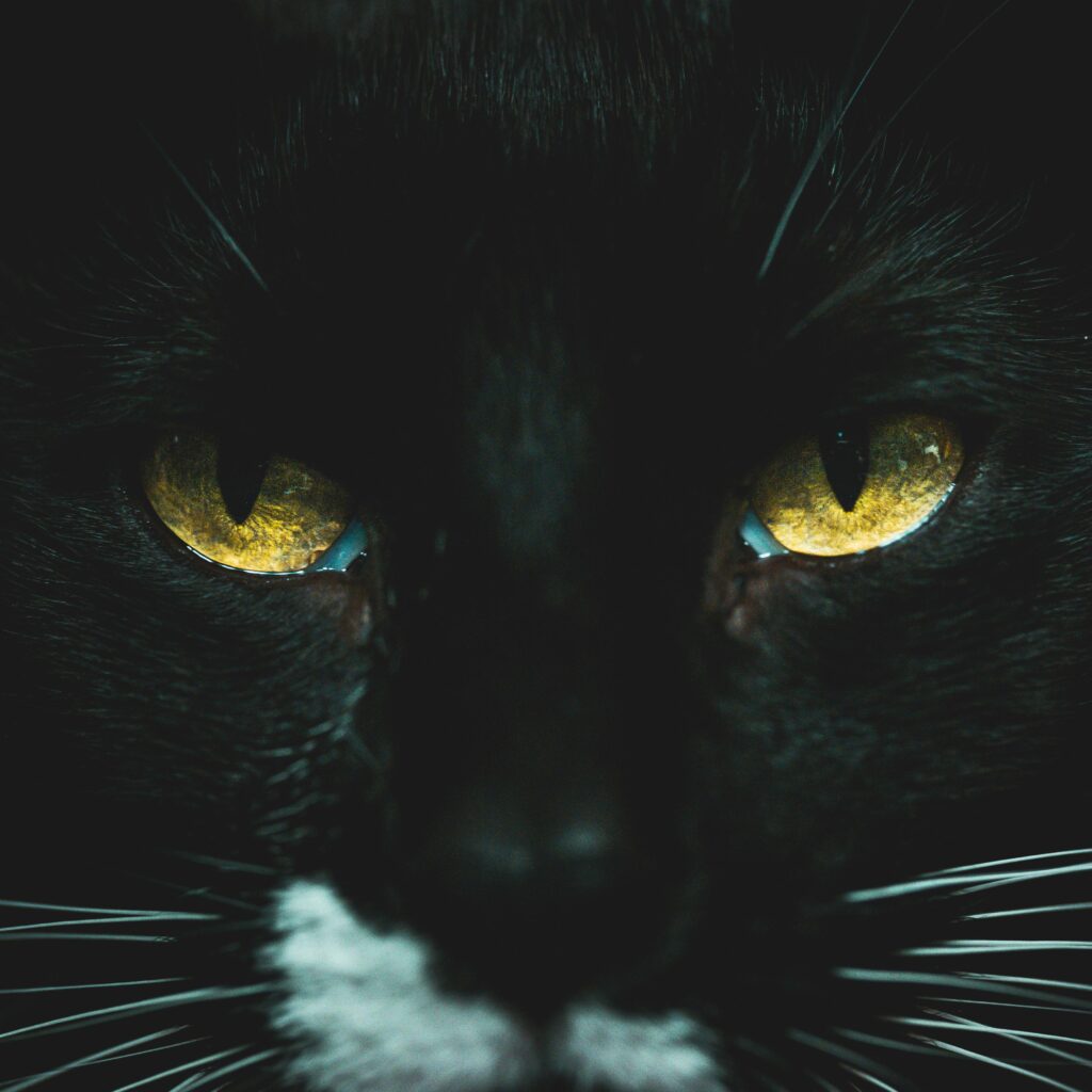 pexels-photo-1715092-1715092 A captivating close-up of a black cat with intense yellow eyes, perfect for feline enthusiasts.